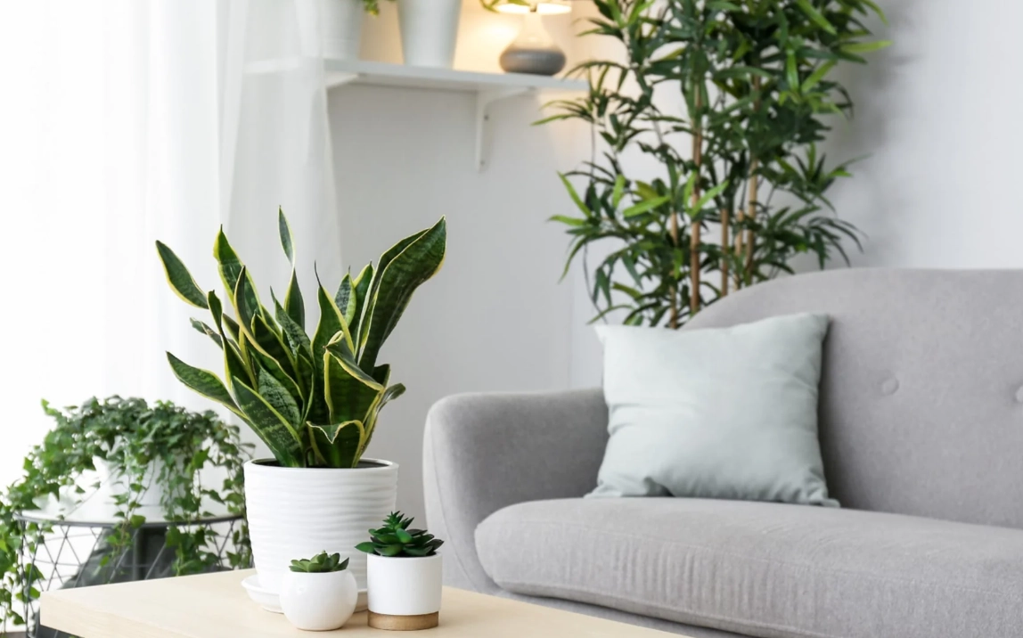 植物照顧入門 植物照顧入門