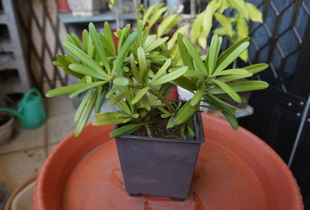 羅漢松移植步驟