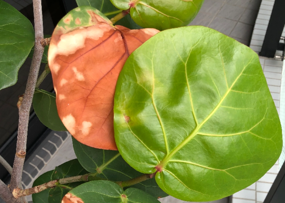 海葡萄虫害处理 海葡萄虫害处理