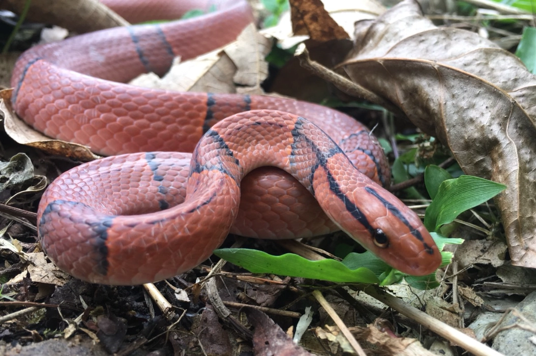 夢到被蛇追 心理學