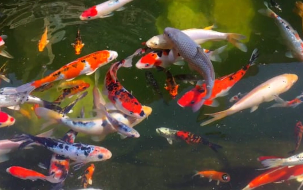 魚夢解析 魚夢解析