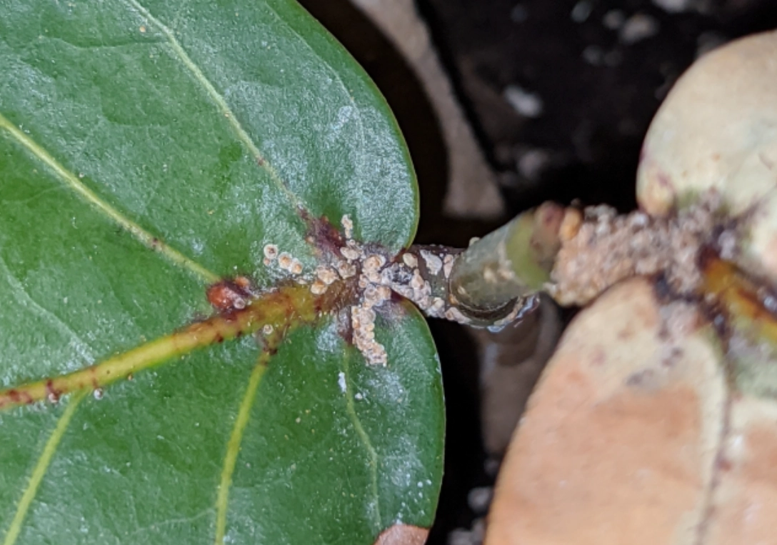 海葡萄病虫害 海葡萄病虫害