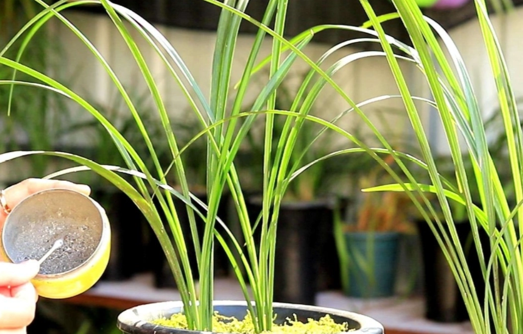 花芽期施肥技巧