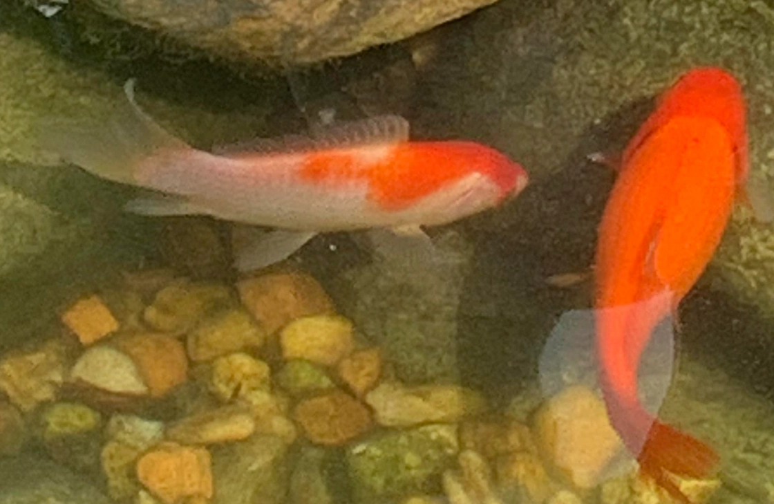 夢見池塘很多魚 解夢 夢見池塘很多魚 解夢