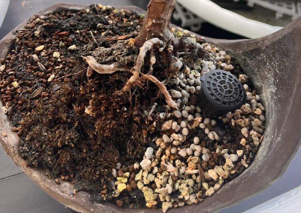 盆景土壤介質 盆景土壤介質