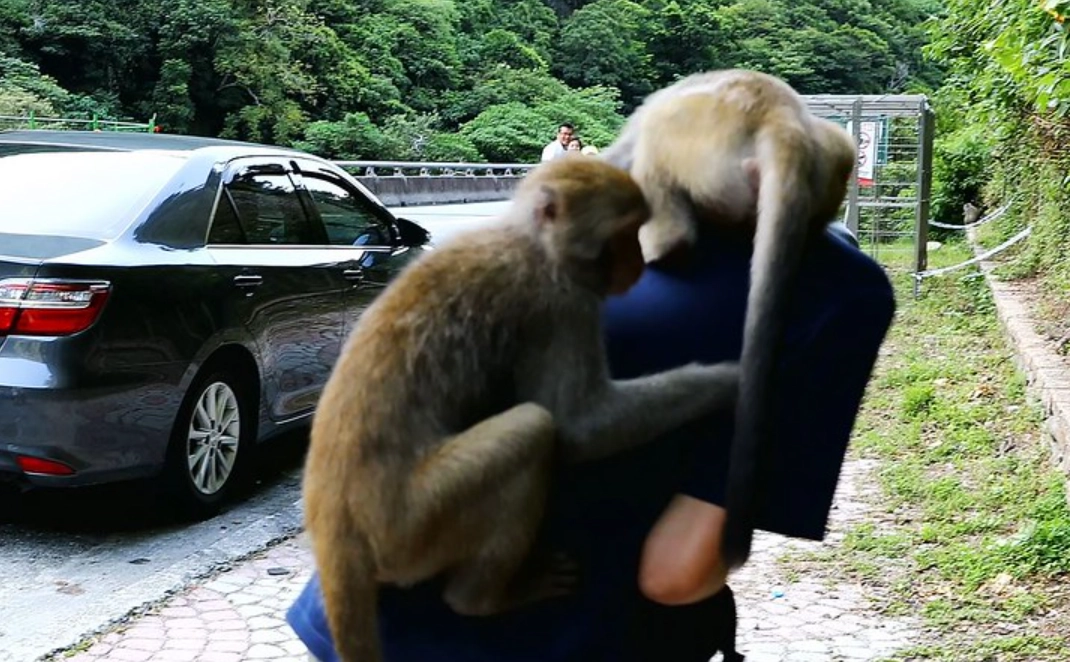 夢到猴子跳到身上 解夢