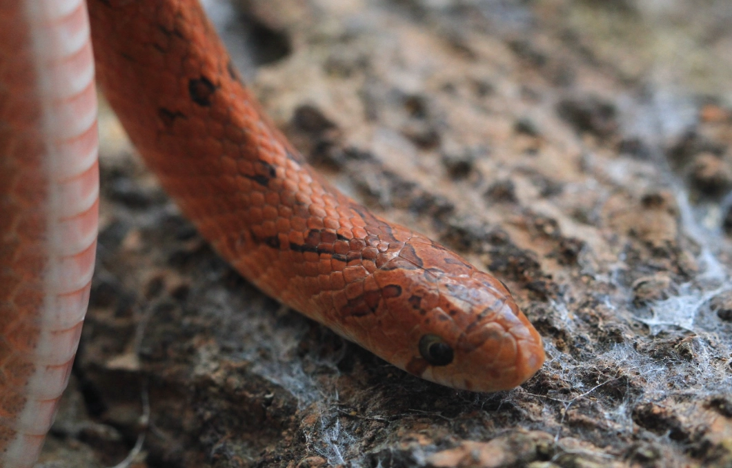 紅色蛇夢境解析