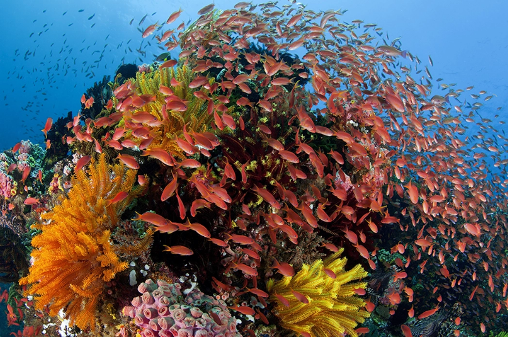 澳洲自由行攻略 澳洲自由行攻略