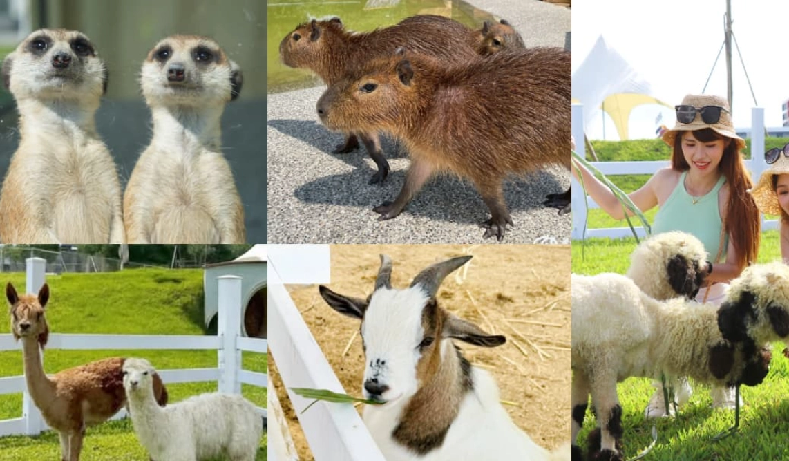 台中動物園 台中動物園