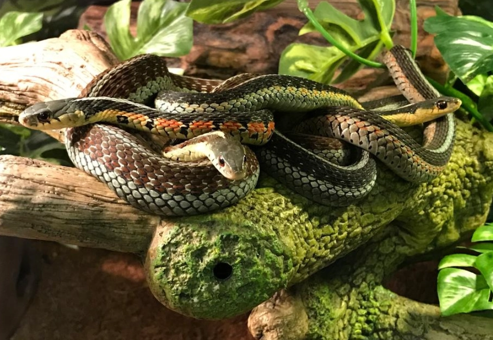 三條蛇夢境解析