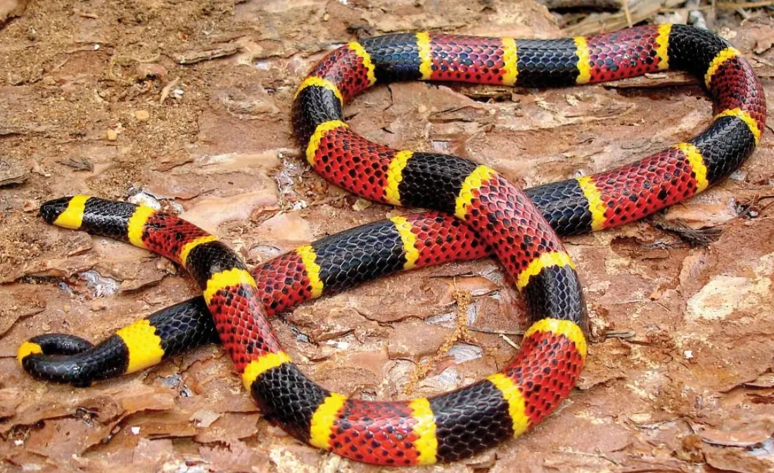 紅色蛇夢境解析