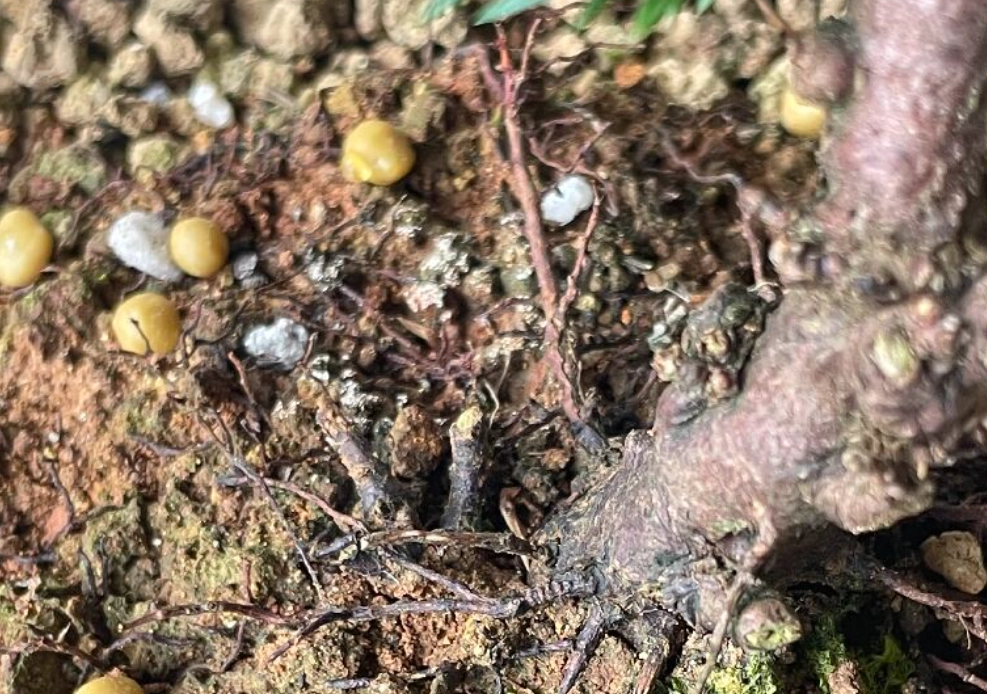 真柏 土壤 真柏 土壤