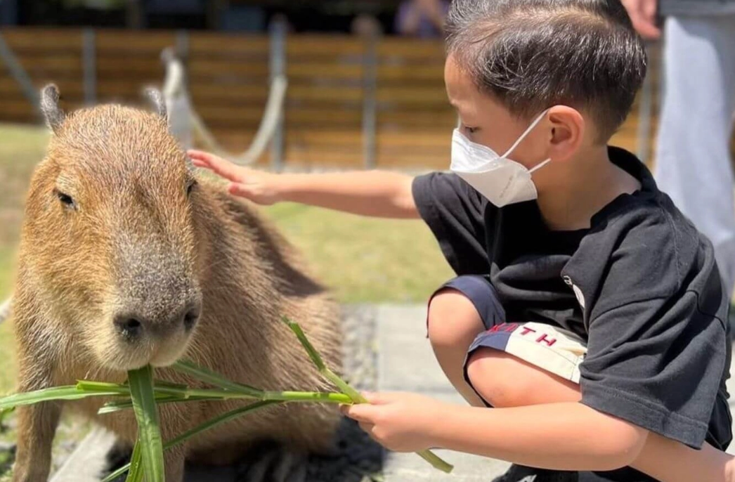 南投清境農場 綿羊秀