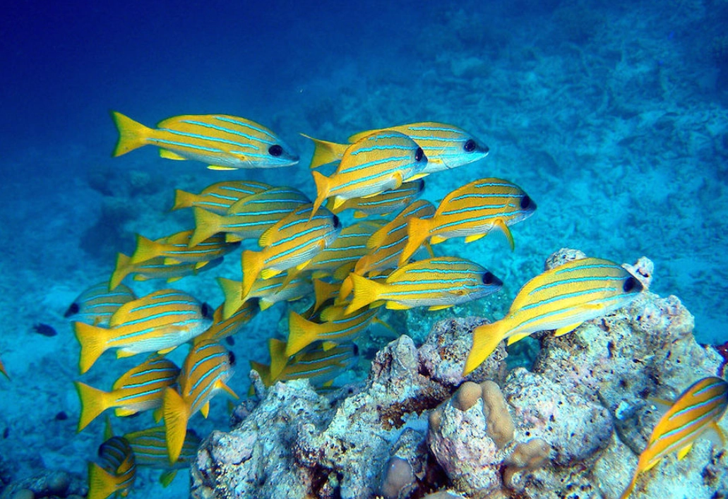 夢見一群魚 解夢