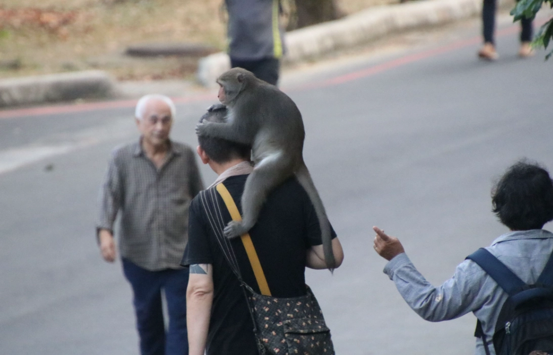 猴子跳到身上 夢境解析