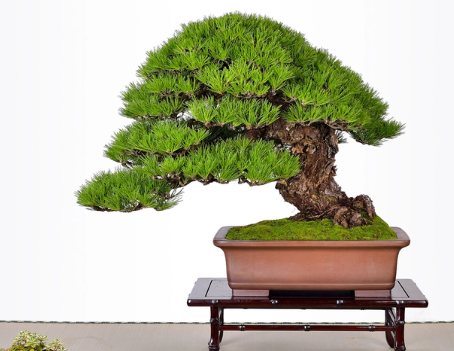 家裡種松柏 家裡種松柏