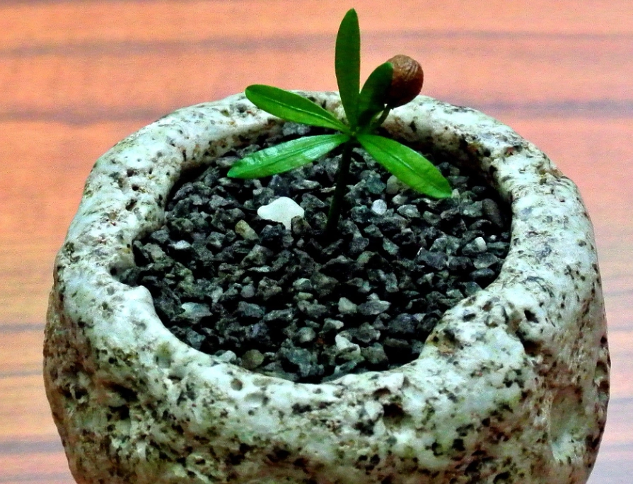 羅漢松移植時機 羅漢松移植時機