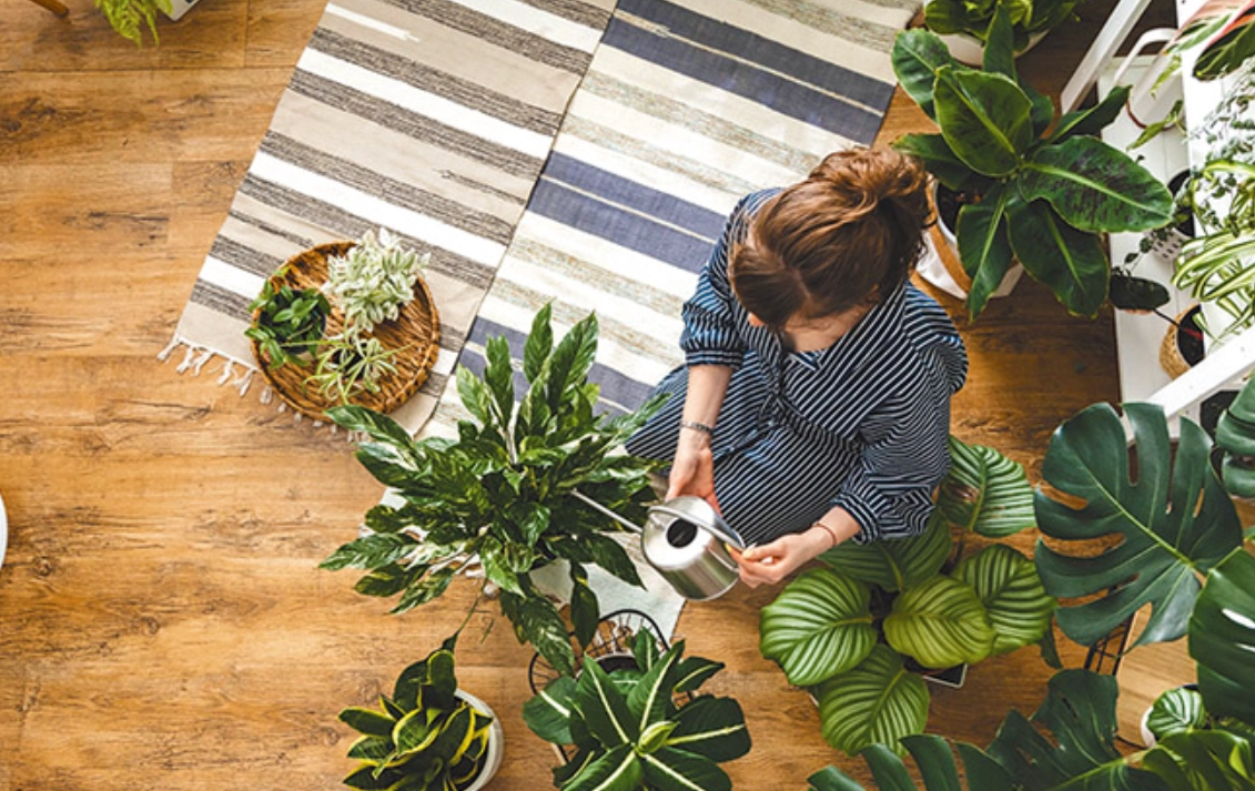 植物照顧入門 植物照顧入門