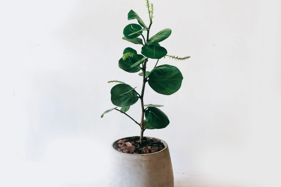 海葡萄樹養護 海葡萄樹養護