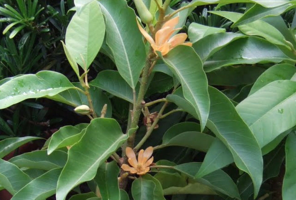 玉蘭花修剪方法