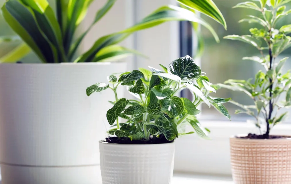 室內植物推薦 室內植物推薦