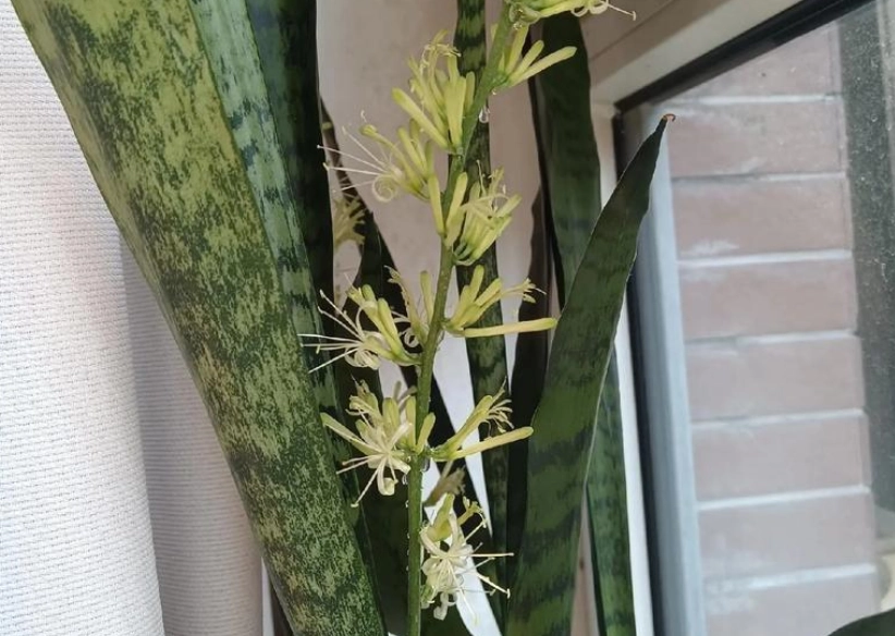 虎尾蘭開花時間