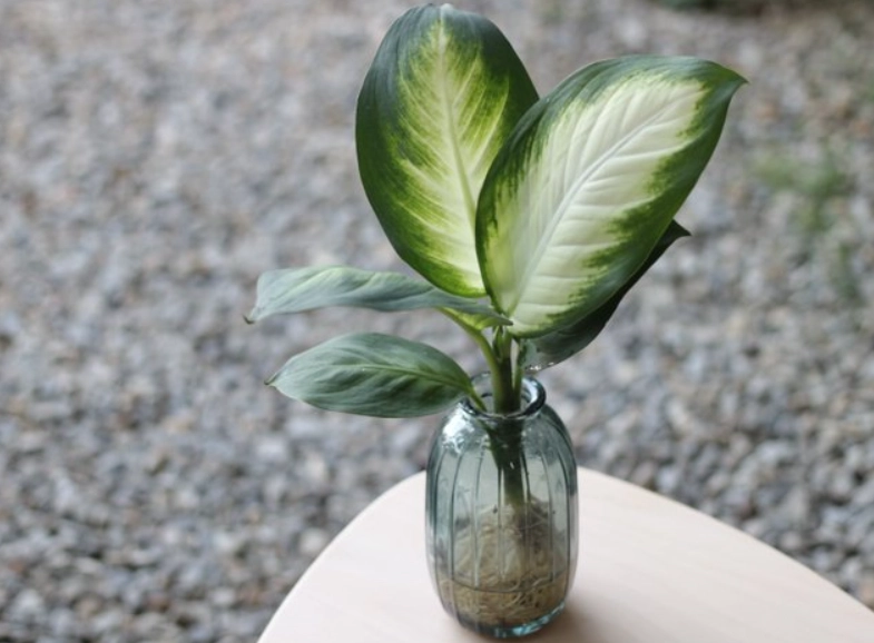 瑪麗安植物水耕