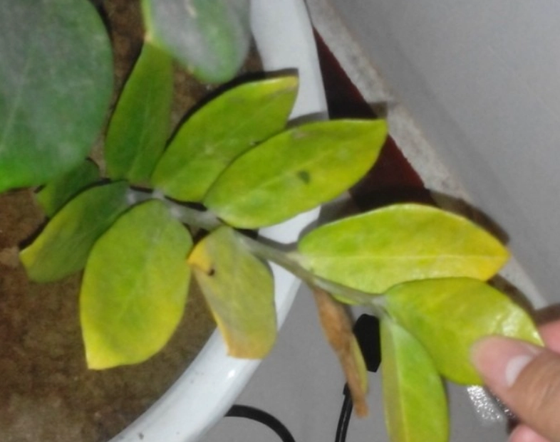 金錢樹黃葉修剪