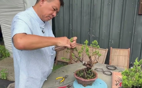 真柏修剪季節真柏繁殖