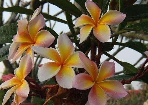 雞蛋花可以吃嗎