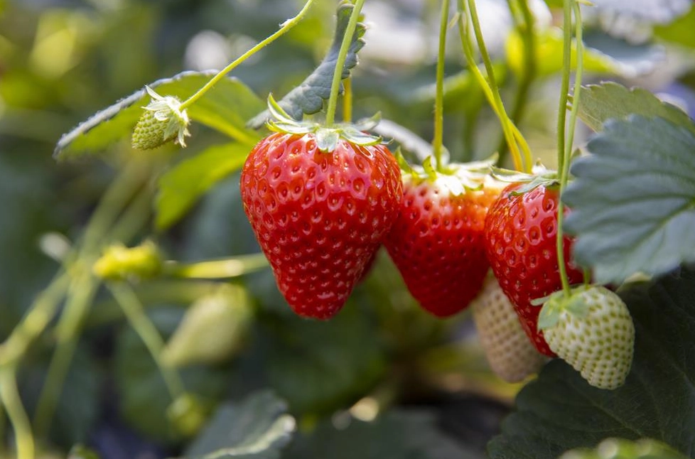 大湖草莓季節 大湖草莓季節