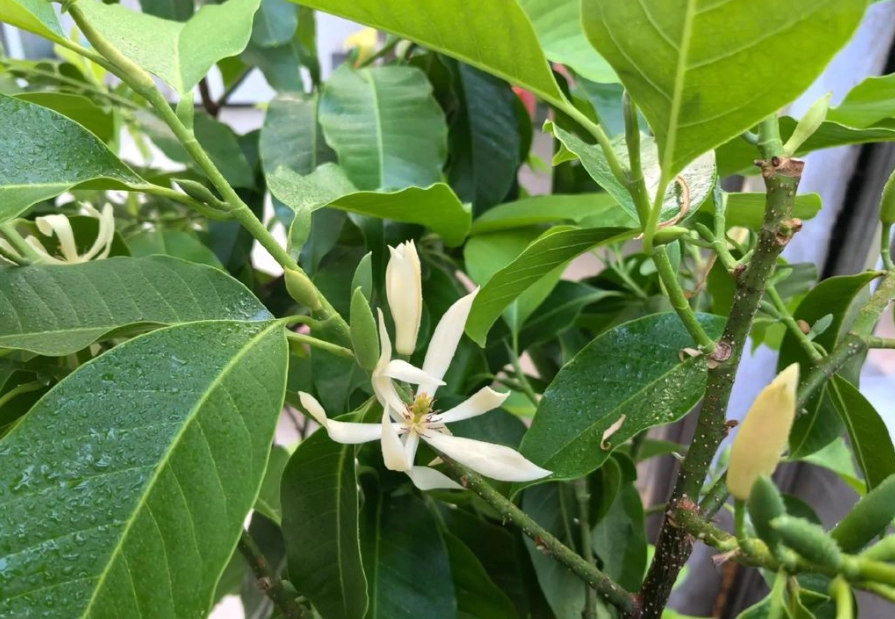白蘭花對貓有害嗎 白蘭花對貓有害嗎