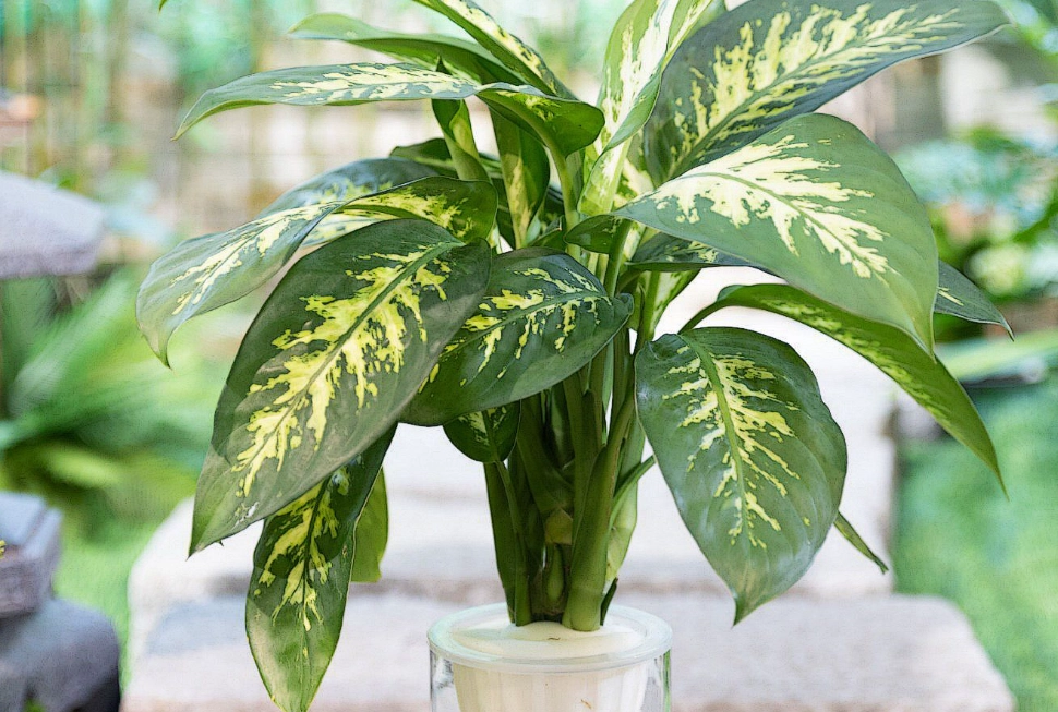 萬年青有種子嗎？從開花到採種，一次搞懂繁殖全攻略