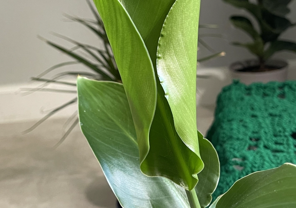 天堂鳥葉子捲起來怎麼辦