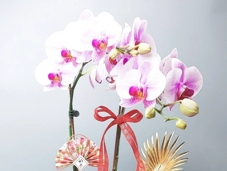 蘭花花語 蘭花花語