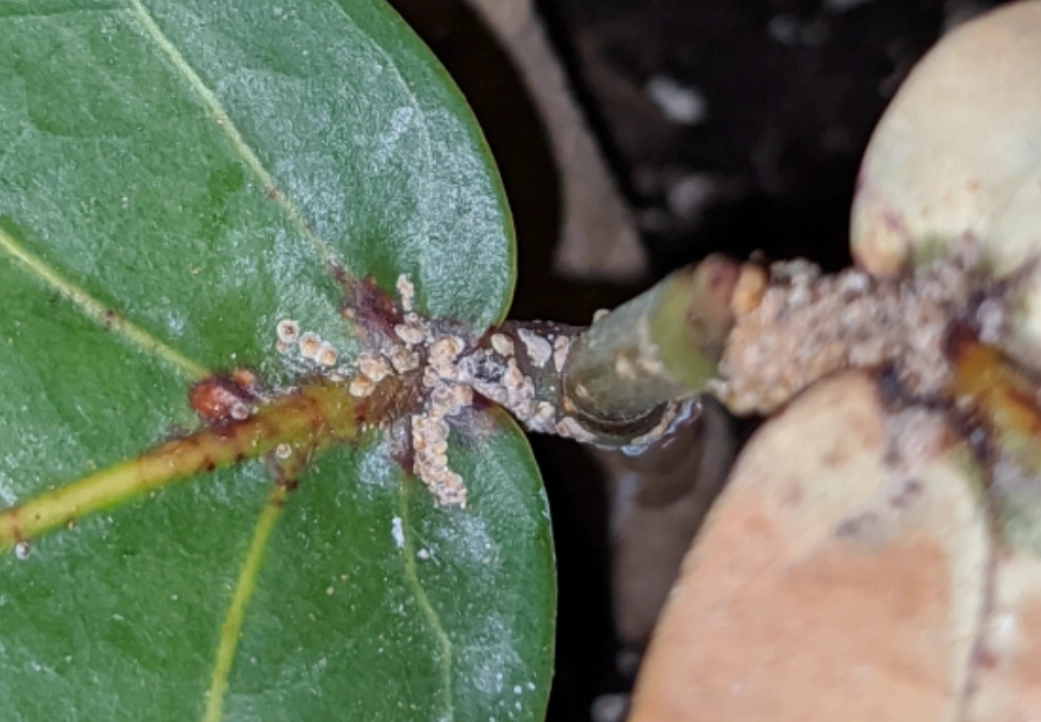 海葡萄病害 海葡萄病害