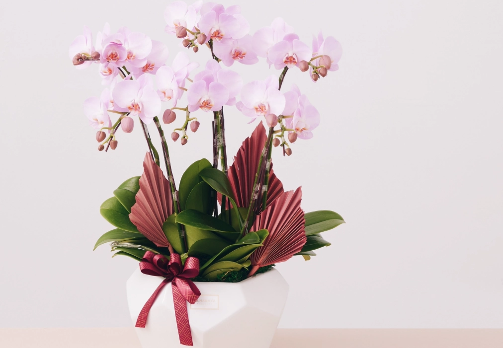 送兰花意义 送兰花意义