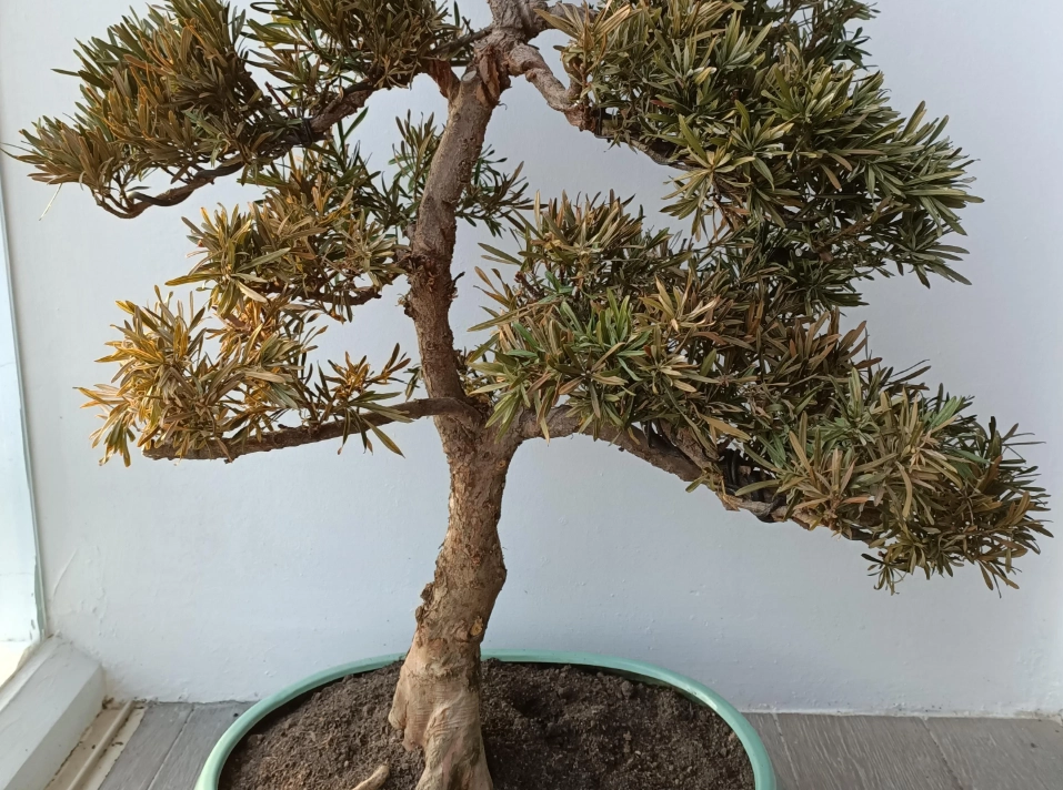 羅漢松爛根處理 羅漢松爛根處理