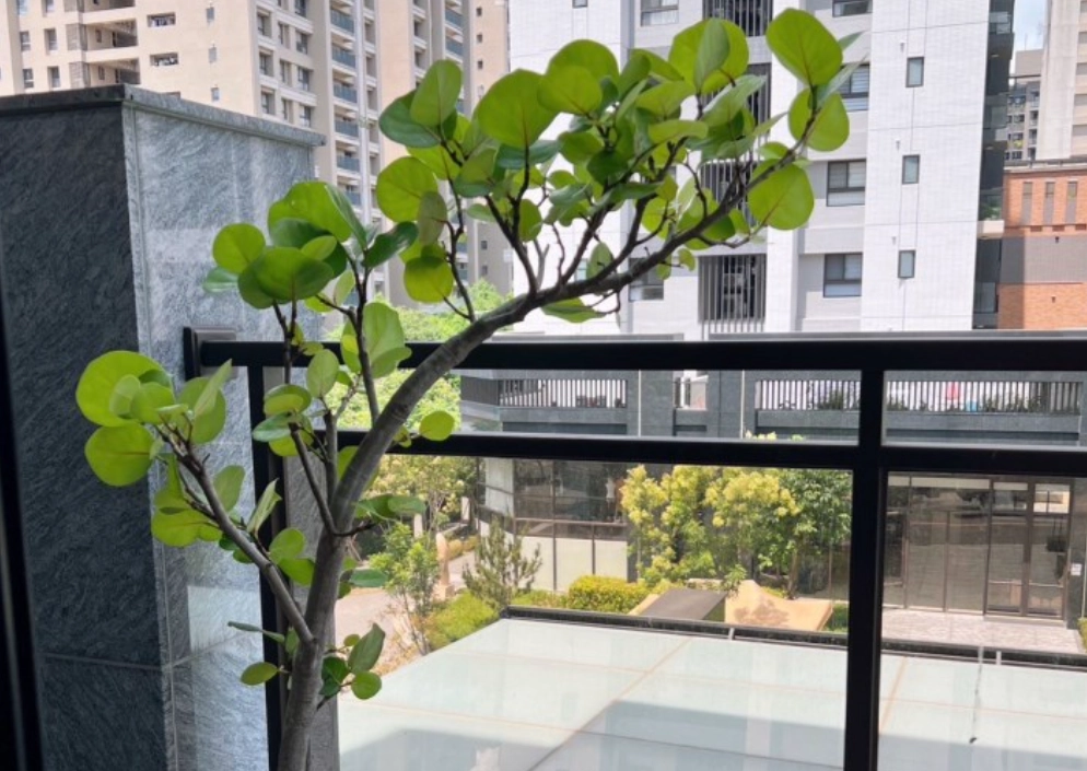 海葡萄如何長高 海葡萄如何長高