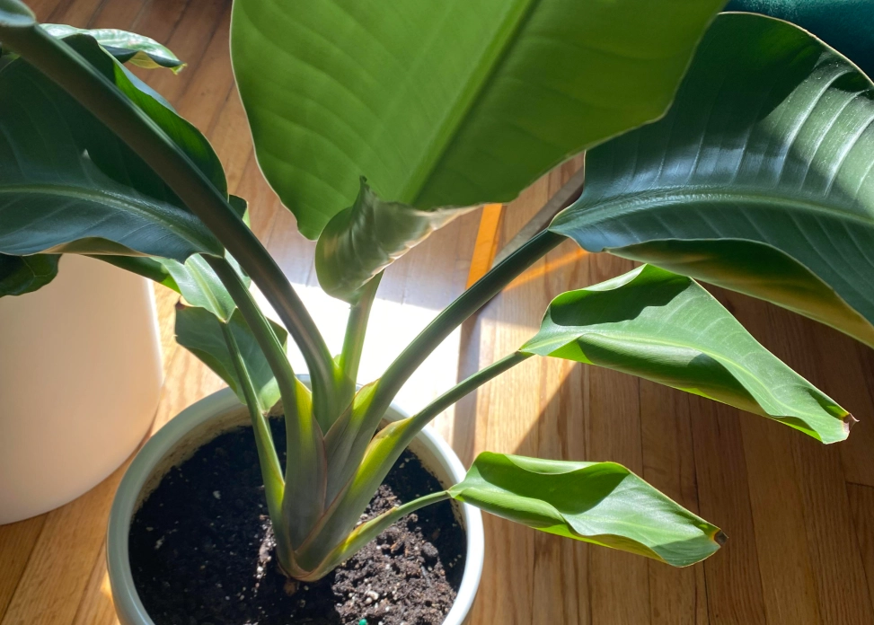 天堂鳥葉子捲起來怎麼辦