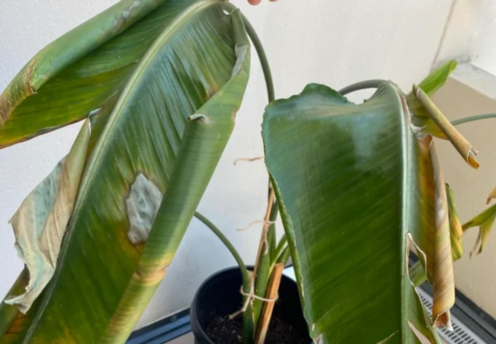 天堂鳥陽光管理 天堂鳥陽光管理