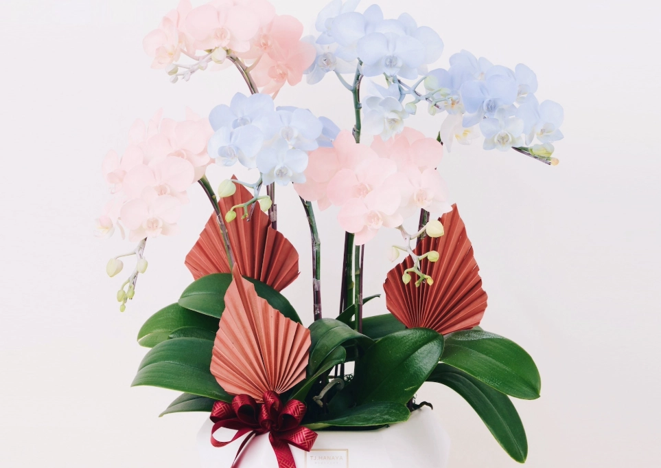 兰花送禮 兰花送禮