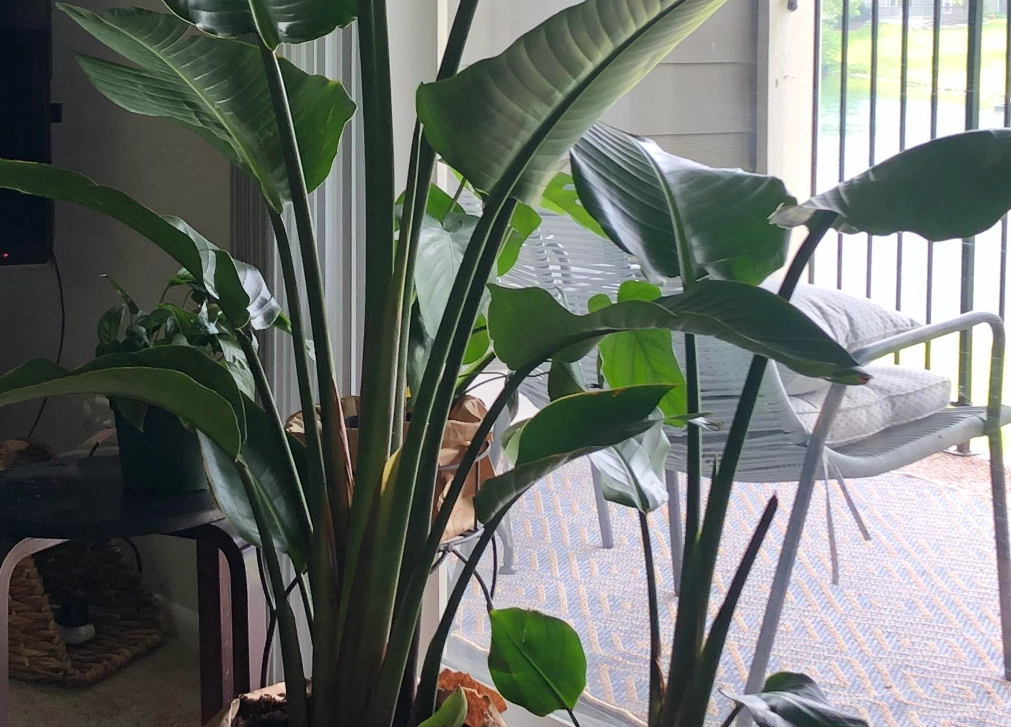 天堂鳥 台灣 天堂鳥 台灣