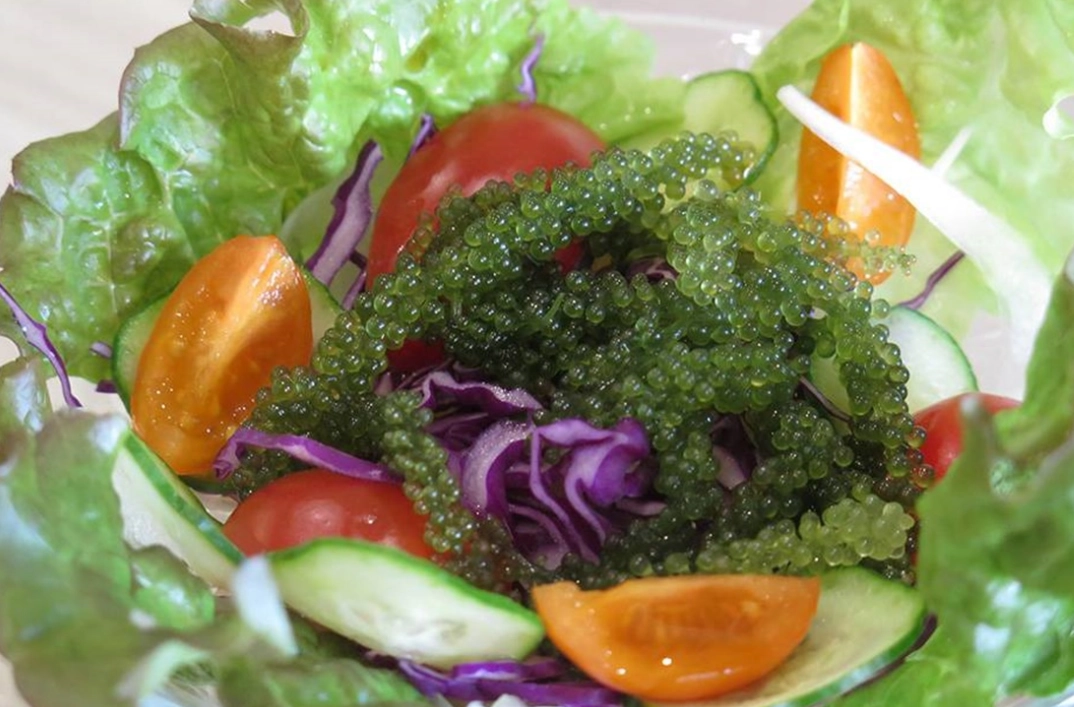 海葡萄怎麼吃 海葡萄怎麼吃