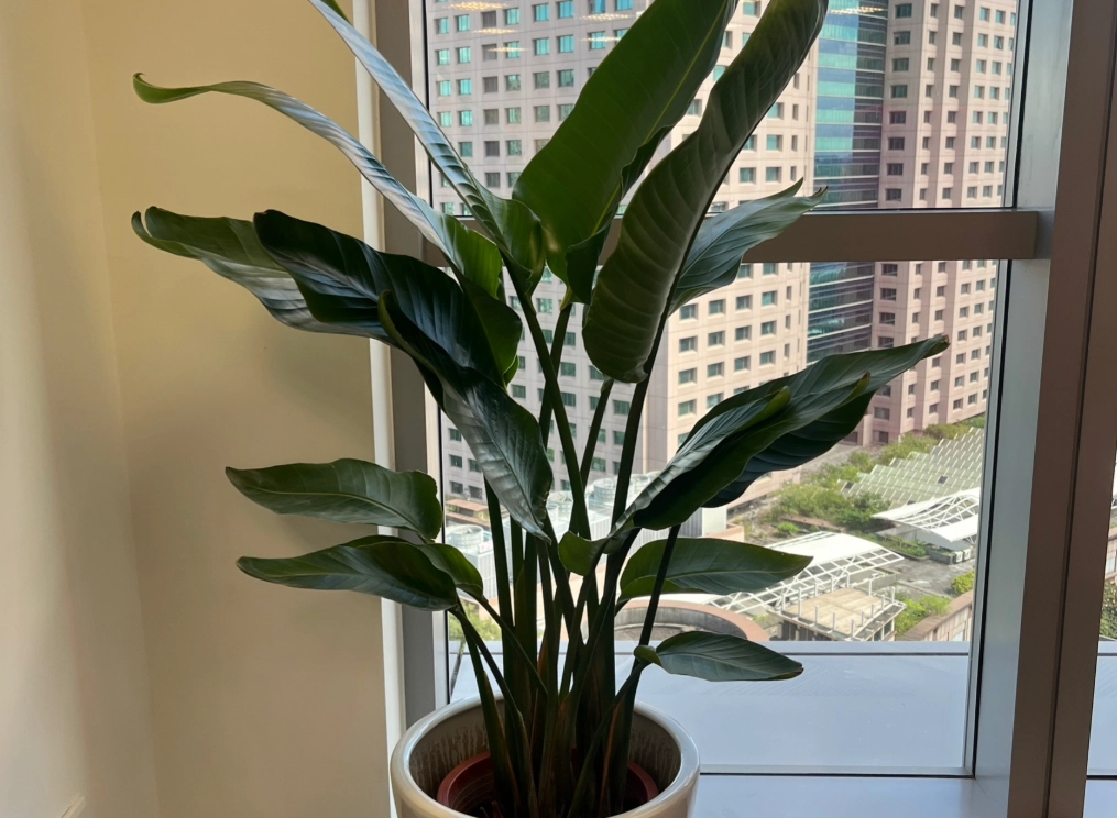 低光照植物養護 低光照植物養護