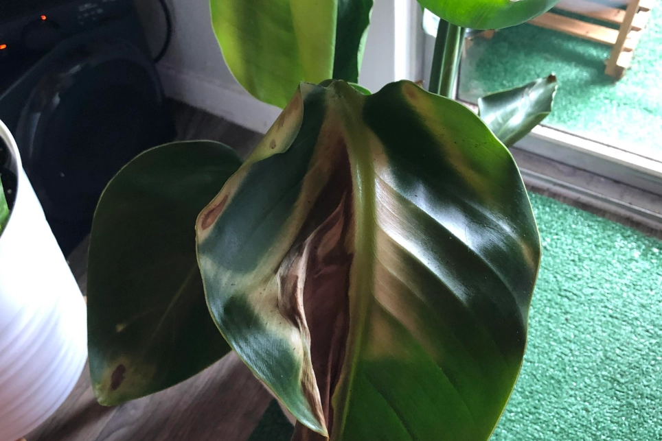 天堂鳥葉子焦黃 天堂鳥葉子焦黃