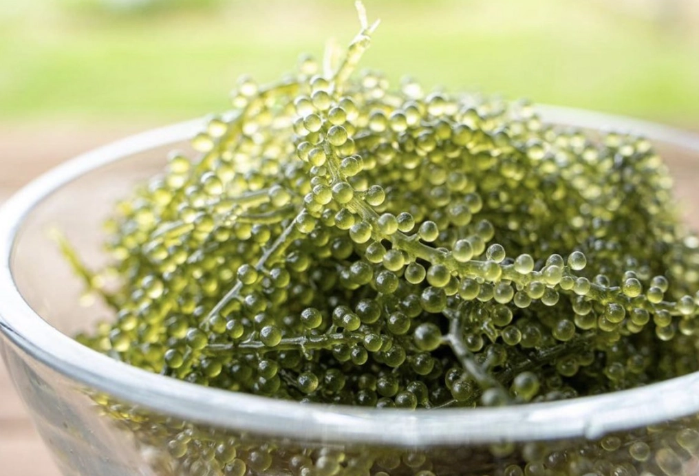 沖繩 伴手禮 海葡萄 沖繩 伴手禮 海葡萄