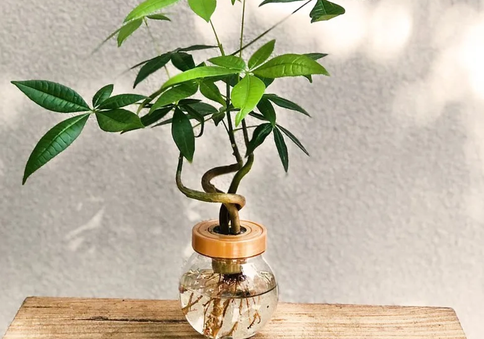 水耕植物推薦 水耕植物推薦