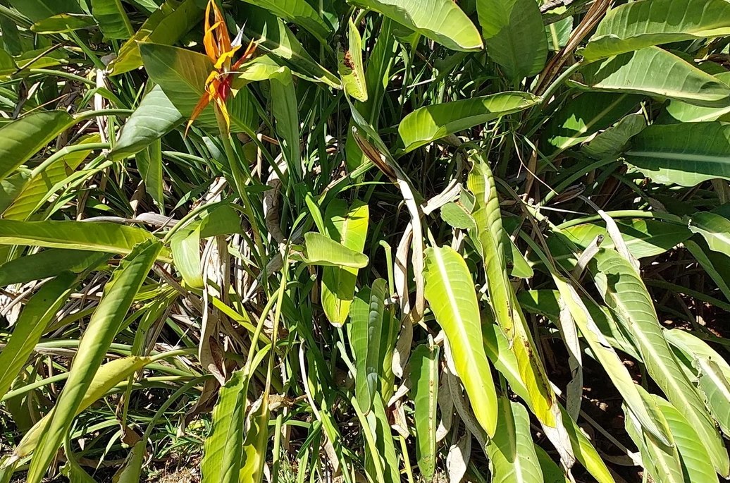 天堂鳥修剪方法