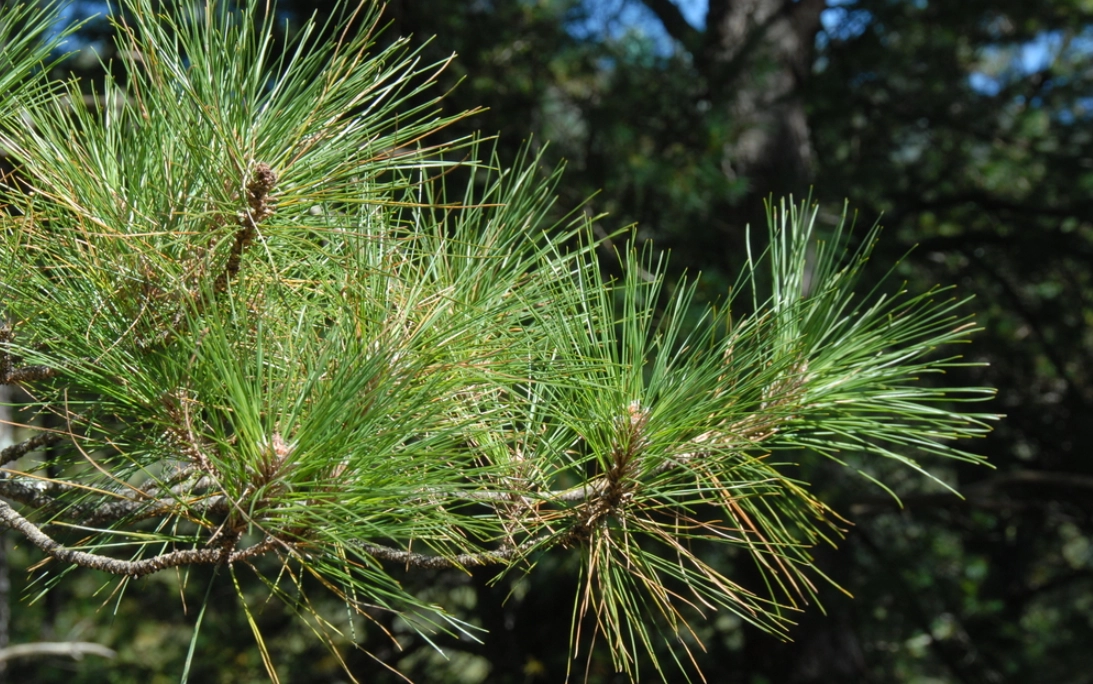 松樹辨識 松樹辨識